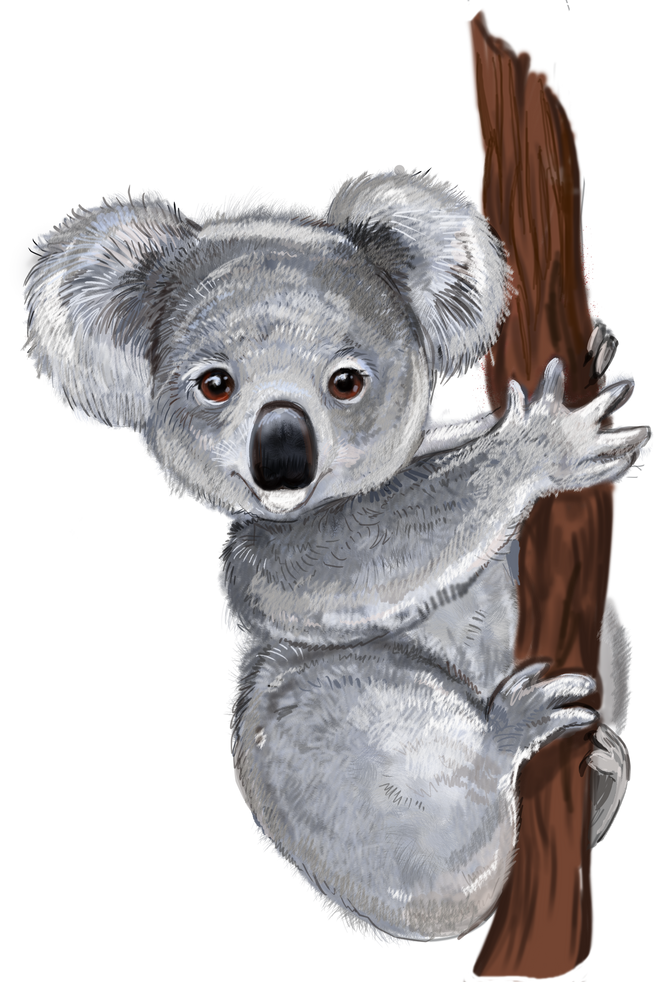 Koala Cute Animal Illustration